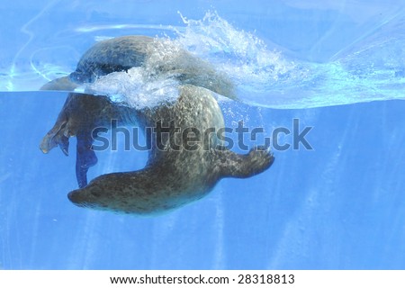 Picture of a seal swimming under water