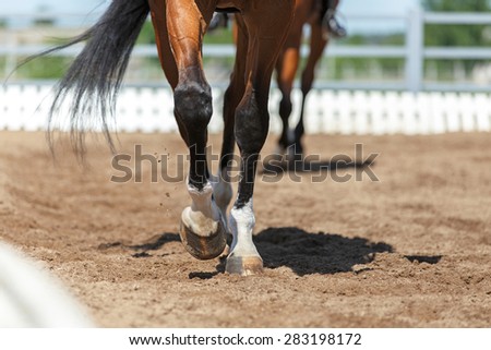 Close up of the horse hooves in motion. Dressage competition. Royalty-Free Stock Photo #283198172