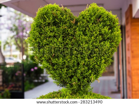 bush in the form of heart 