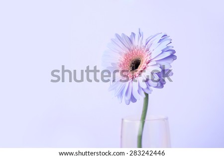 Close up and selective focus of the sweet purple blue pink  Gerbera flower, romantic and fresh moment