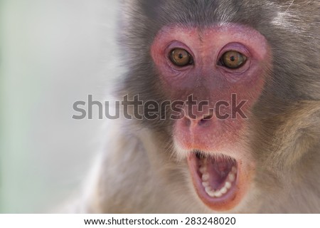 Picture of the face of a monkey with a surprise expression Royalty-Free Stock Photo #283248020