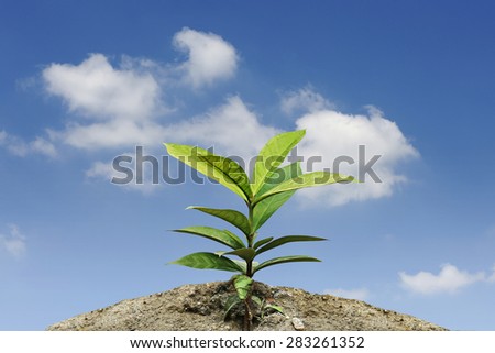 plant grows with blue sky background.