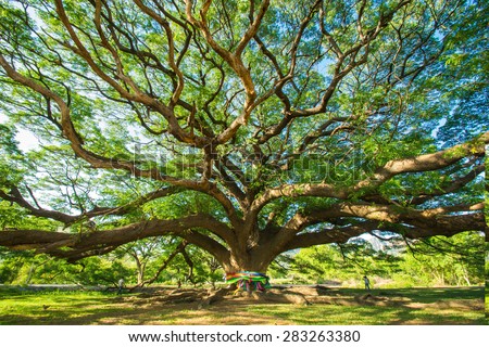 Big tree, Ten years old, Is amazing, A beautiful nature Royalty-Free Stock Photo #283263380