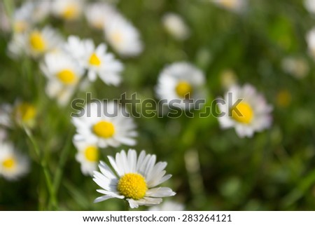 meadow and flowers - daisies on grass background