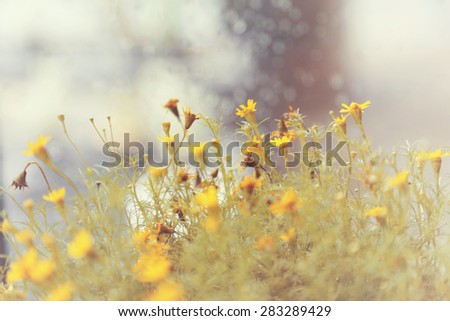 Summer field with yellow flower / toned picture