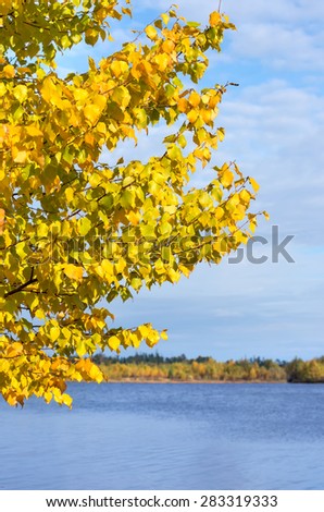 Autumn landscape. Branches of a birch hang down over water.