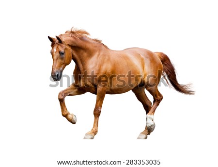 chestnut horse trotting isolated on white background