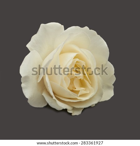 White rose on grey background