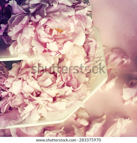 pink peony flowers 