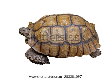 african spurred tortoise or geochelone sulcata isolated on white background