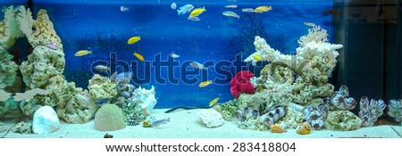 Large rectangular aquarium with tropical cichlids fish