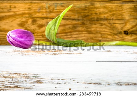 Tulips floral backgrounds. Purple tulip on a wooden planks background for mothers day, wedding invitation, greetings card and invitation cards