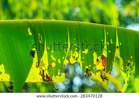 The shriveled leaves, banana tree