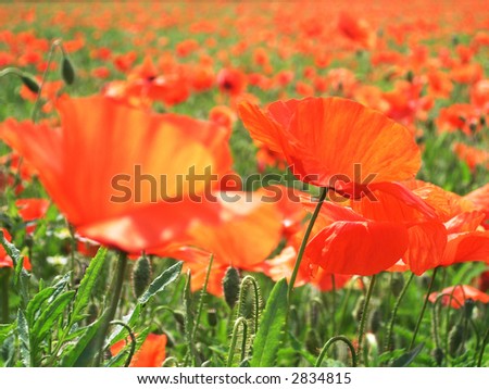 Field of poppies - focus only on the poppy on the right side of the picture