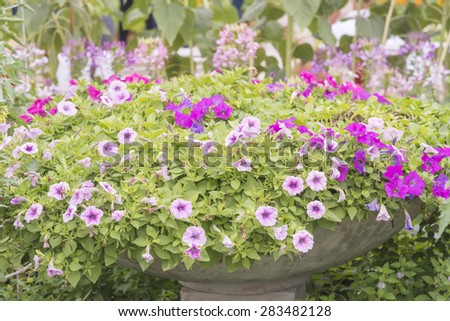 background picture of flower garden