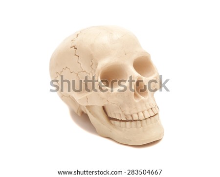 Human skull model isolated on white background