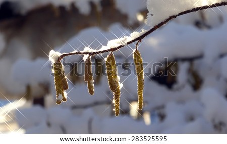 picture of a Snow on a tree branch in the winter time