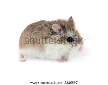 Dwarf Roborovski (Phodopus Roborovskii) hamster isolated on white background