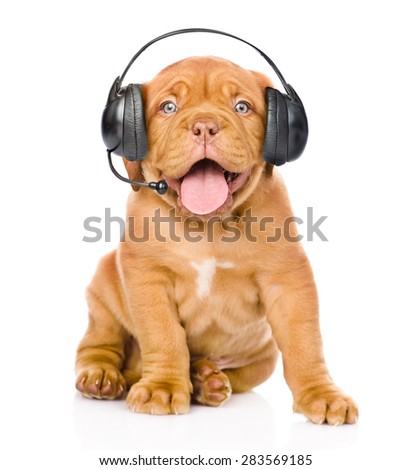 Bordeaux puppy dog with phone headset. isolated on white background Royalty-Free Stock Photo #283569185