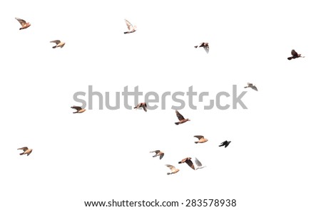 flock of pigeons on a white background Royalty-Free Stock Photo #283578938