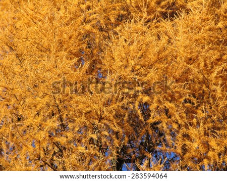 Yellow crown of larch, autumn background, texture