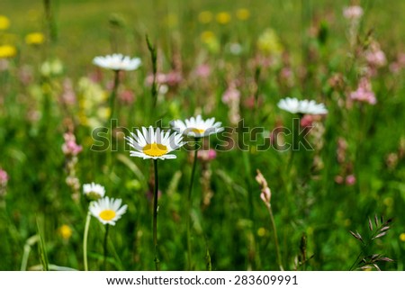 spring flowers in the field
