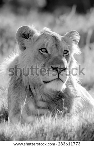 A black and white male lion portrait