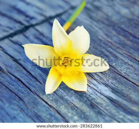 Picture Spring Flower daffodils. Background for your projects