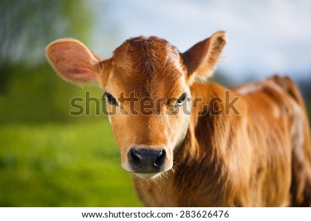 young cow Royalty-Free Stock Photo #283626476