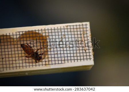 Color picture of a honey bee inside a wooden box