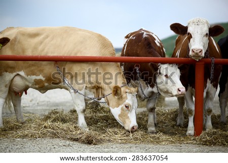 Color picture of cows in a barn