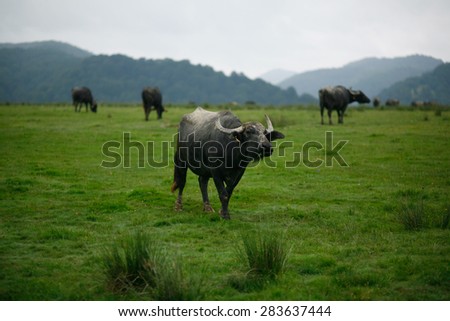 Color picture of a water buffalo
