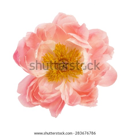 Peony flower isolated on a white background