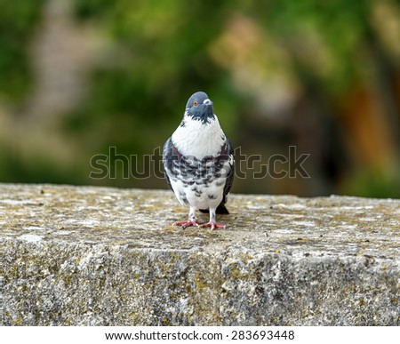 The pigeon is sitting on the ramparts of the old town of the Aigues-Mortes - Provence, France 