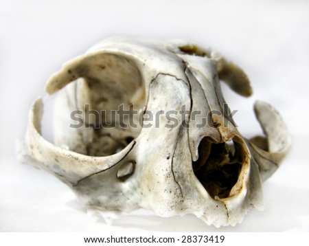 Animal skull isolated