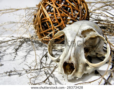 Animal skull & hay composition