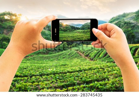 Smart phone taking photo of Strawberry garden in morning at Doi Ang Khang , Chiang Mai, Thailand 
