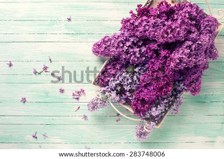 Fresh lilac flowers on tray on turquoise painted wooden planks. Selective focus. Place for text. Toned image.