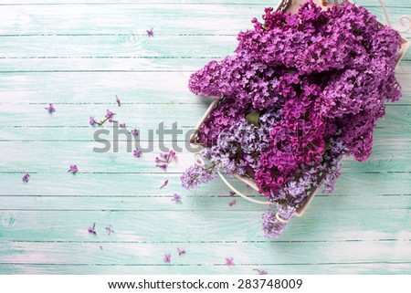 Fresh lilac flowers on tray on turquoise painted wooden planks. Selective focus. Place for text.
