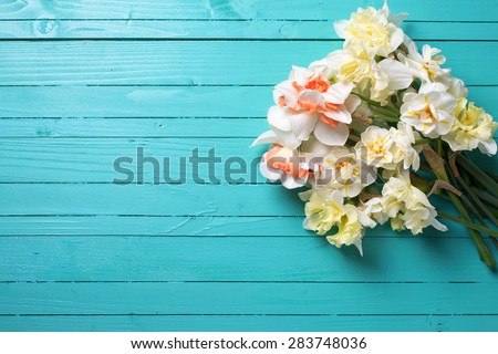 Fresh  spring yellow  daffodils or narcissus  on green painted wooden planks. Selective focus. Place for text
