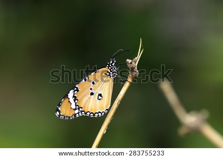 A butterfly on branch