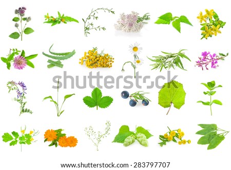 Set of medicinal herbs , aromatic herbs and flowers, isolated on white.