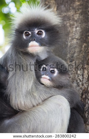 Baby macaque with his mother.
