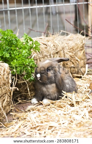 little rabbit eating herbs from the garden