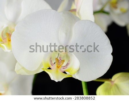 Beautiful white orchid isolated on a black  background 