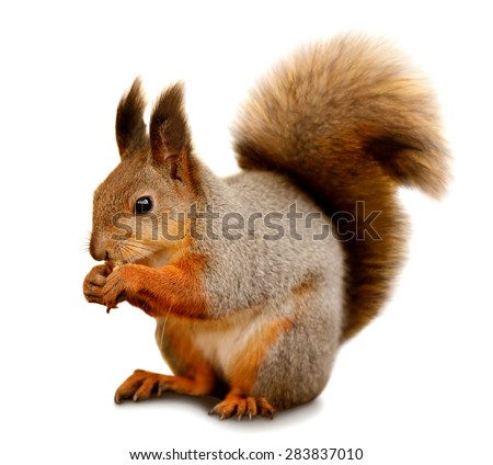 Portrait of eurasian red squirrel in front of a white background Royalty-Free Stock Photo #283837010