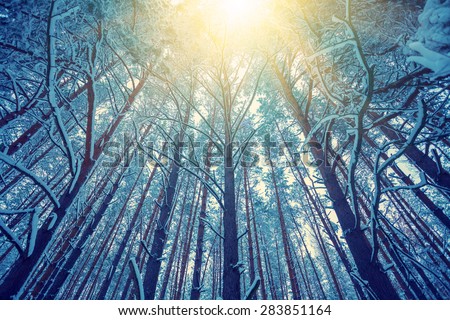 Vintage frame from tall trees covered with snow at sunset