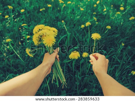 Woman picking flowers yellow dandelions on meadow in summer. Point of view shot. Image with instagram filter Royalty-Free Stock Photo #283859633