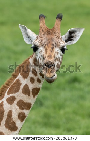 Young Giraffe head shot, close up.