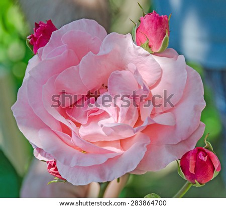 Pink roses flowers with bud, close up, green bokeh background